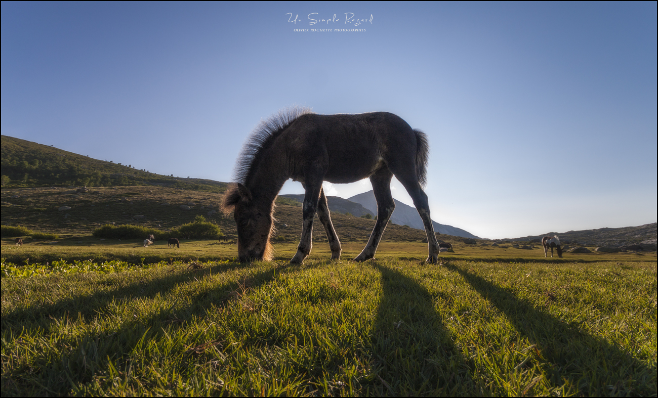 Contre jour sur le lac de Ninu - Corse