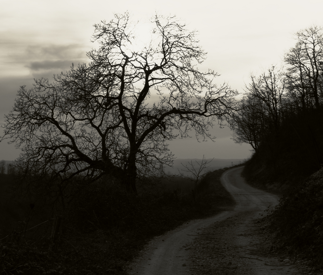 contre jour sur le sentier