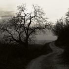 contre jour sur le sentier