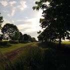 Contre-jour sur les champs de blé vert – Campagne sud gersoise près de Marseillan