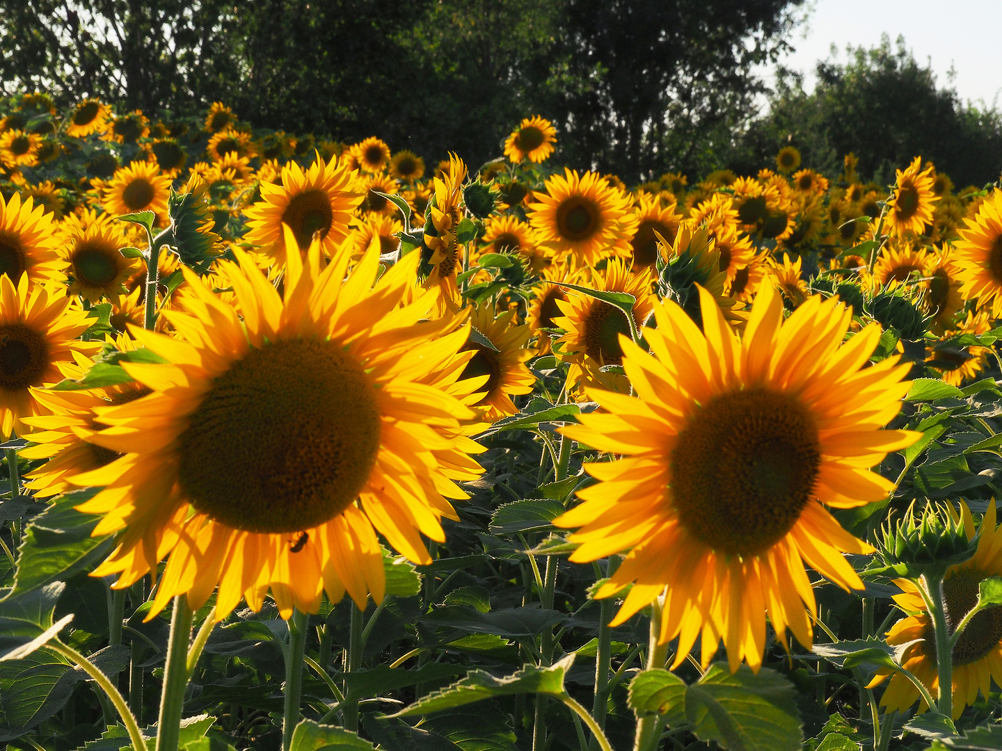 Contre-jour sur tournesols