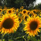 Contre-jour sur tournesols