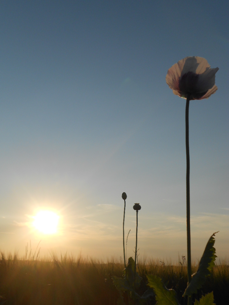 contre jours pavots