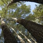 contre- plongée Ifrane