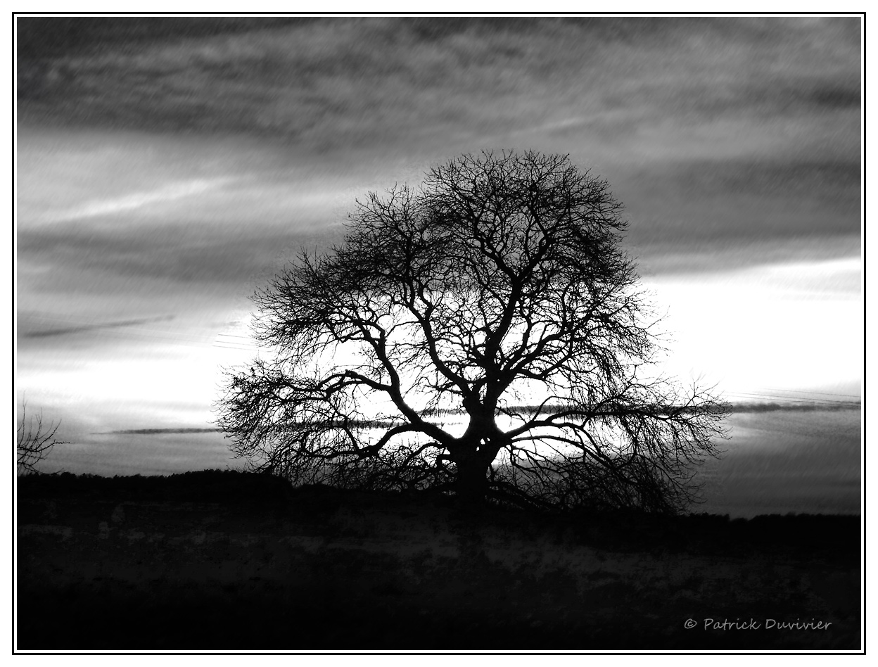 Contrejour sur un arbre