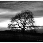 Contrejour sur un arbre