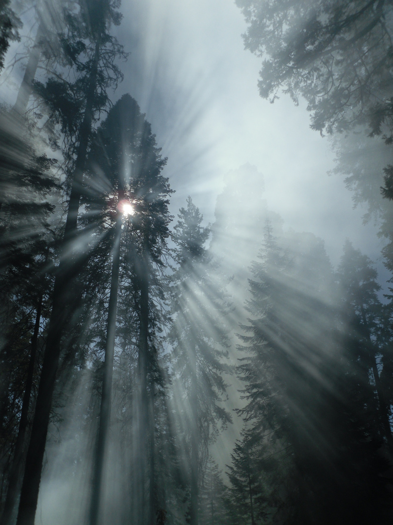 Controlled-Burn, Sequoia