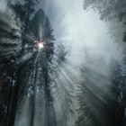 Controlled-Burn, Sequoia