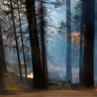 Controlled burn: Yosemite National Park