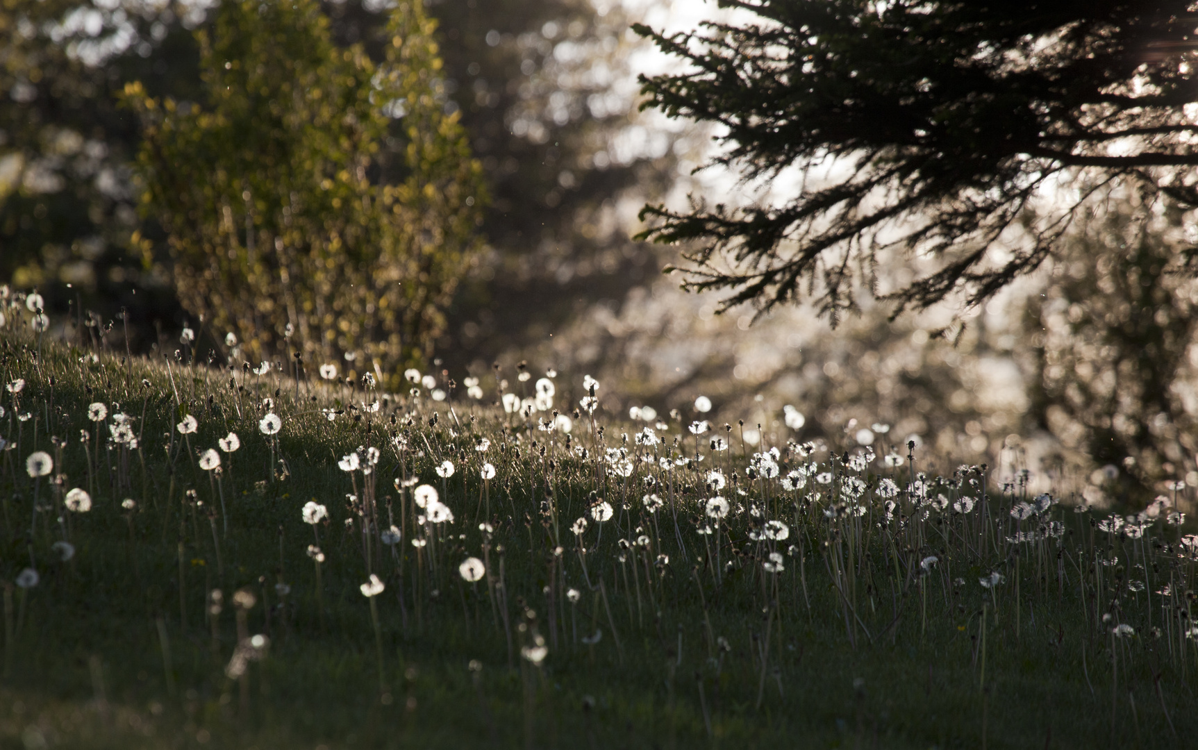 controluce al golf