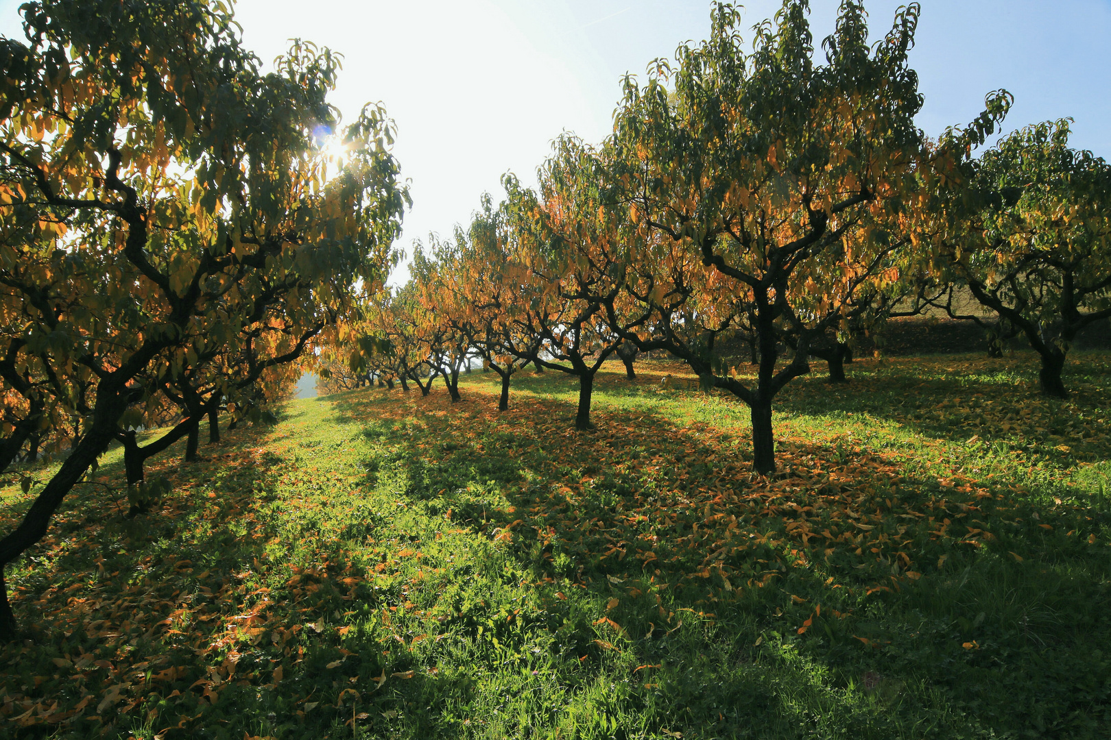 Controluce autunnale