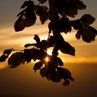 Controluce con foglie autunnali al tramonto