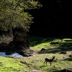 Controluce di maggio