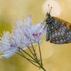 Controluce....Melitaea