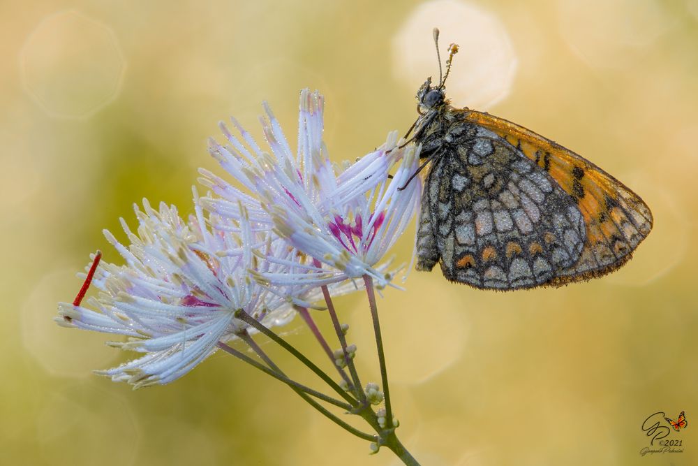 Controluce....Melitaea