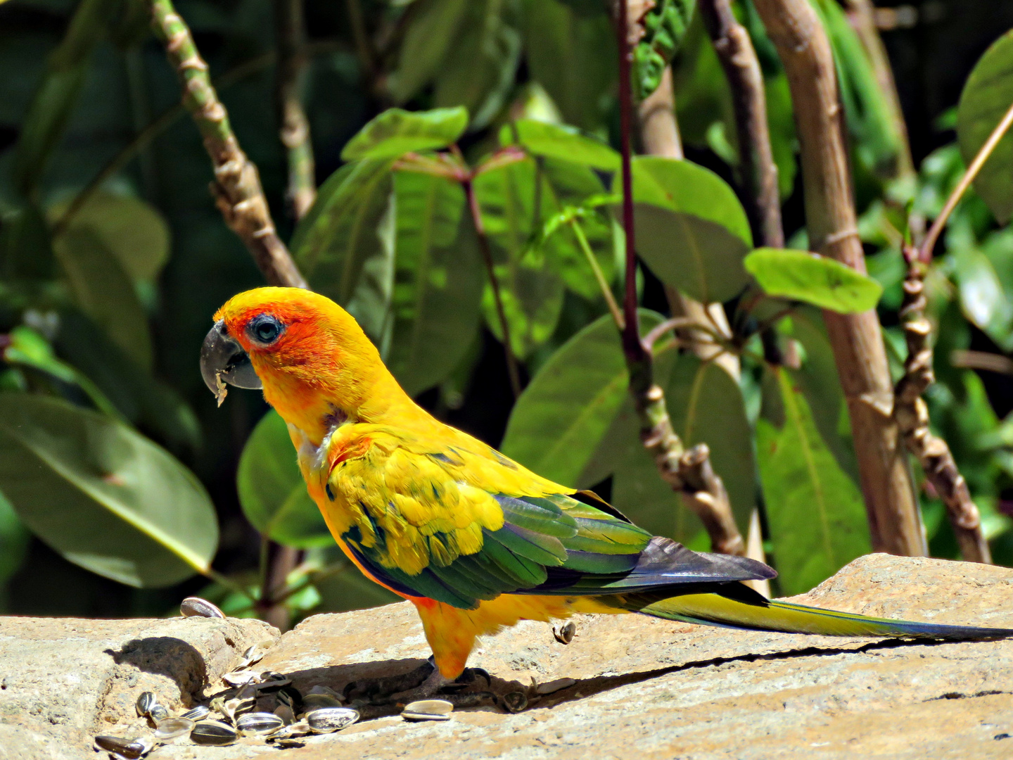 Conure soleil