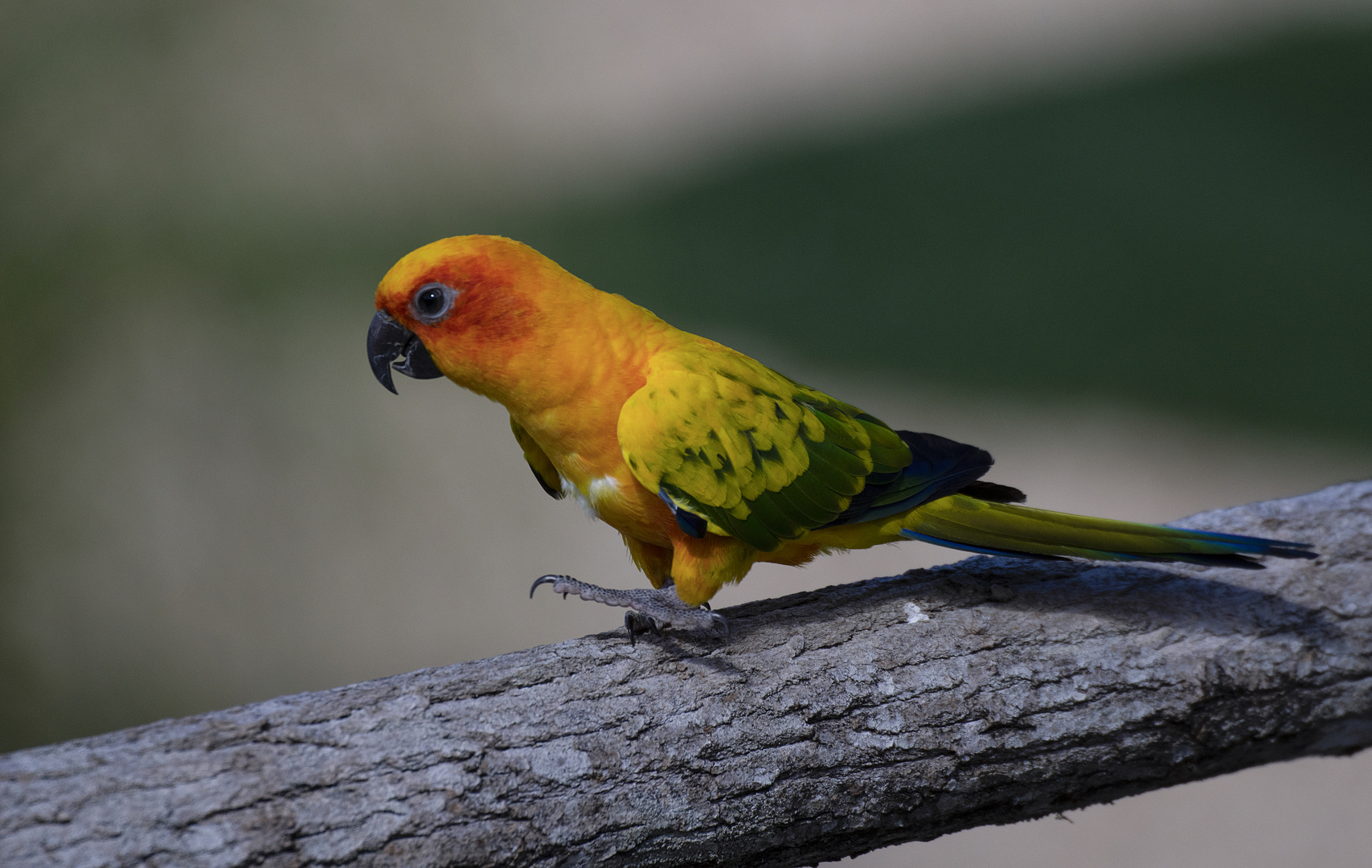 Conure soleil (Aratinga solstitialis)