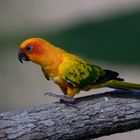 Conure soleil (Aratinga solstitialis)