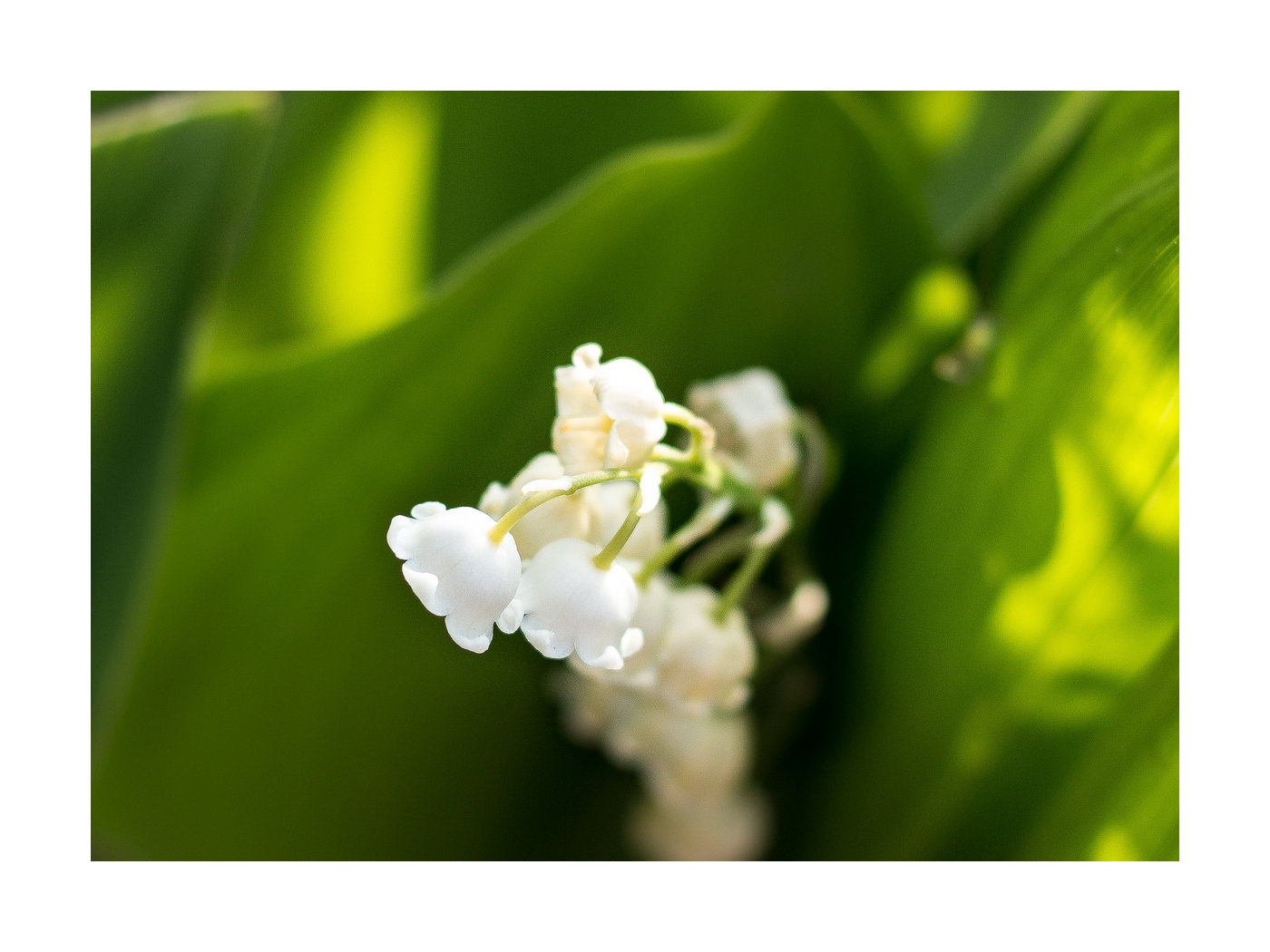 Convallaria Foto & Bild | natur, maiglöckchen Bilder auf fotocommunity