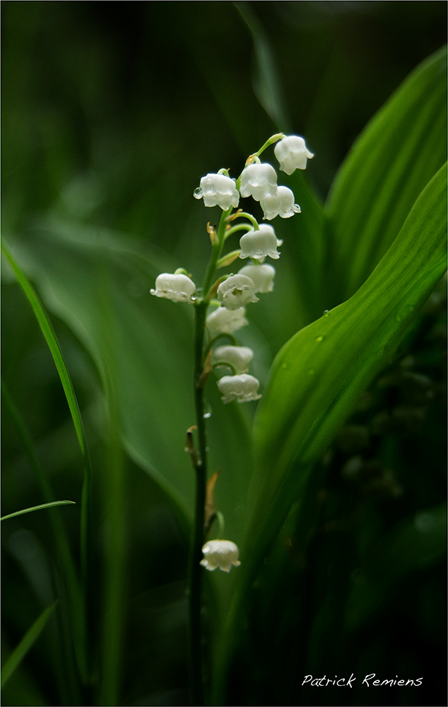 Convallaria majalis