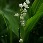 Convallaria majalis