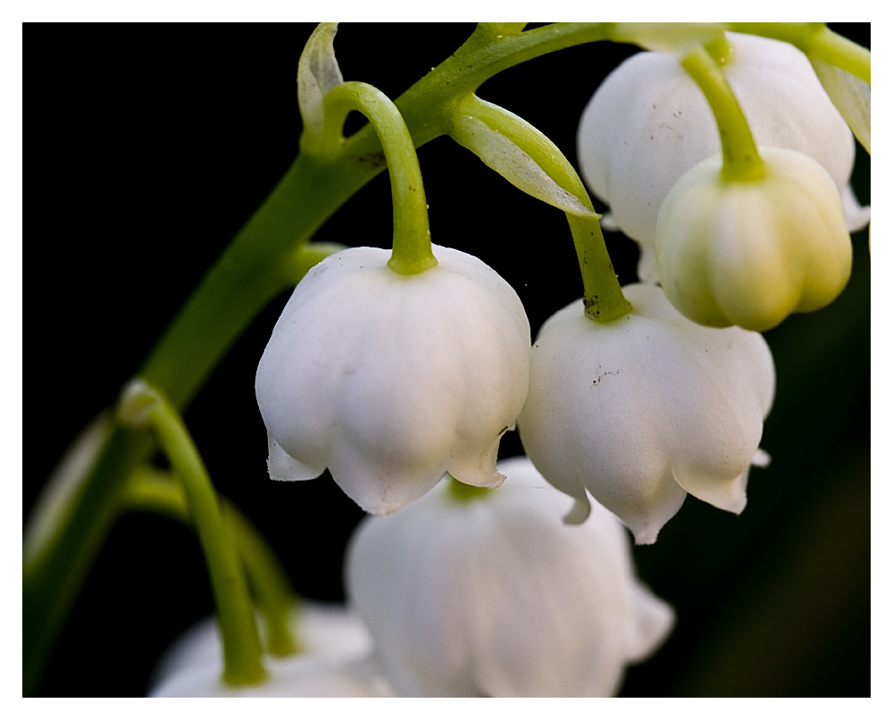 Convallaria majalis