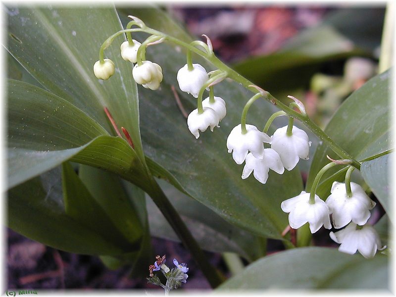 Convallaria majalis