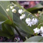 Convallaria majalis