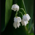 Convallaria Majalis