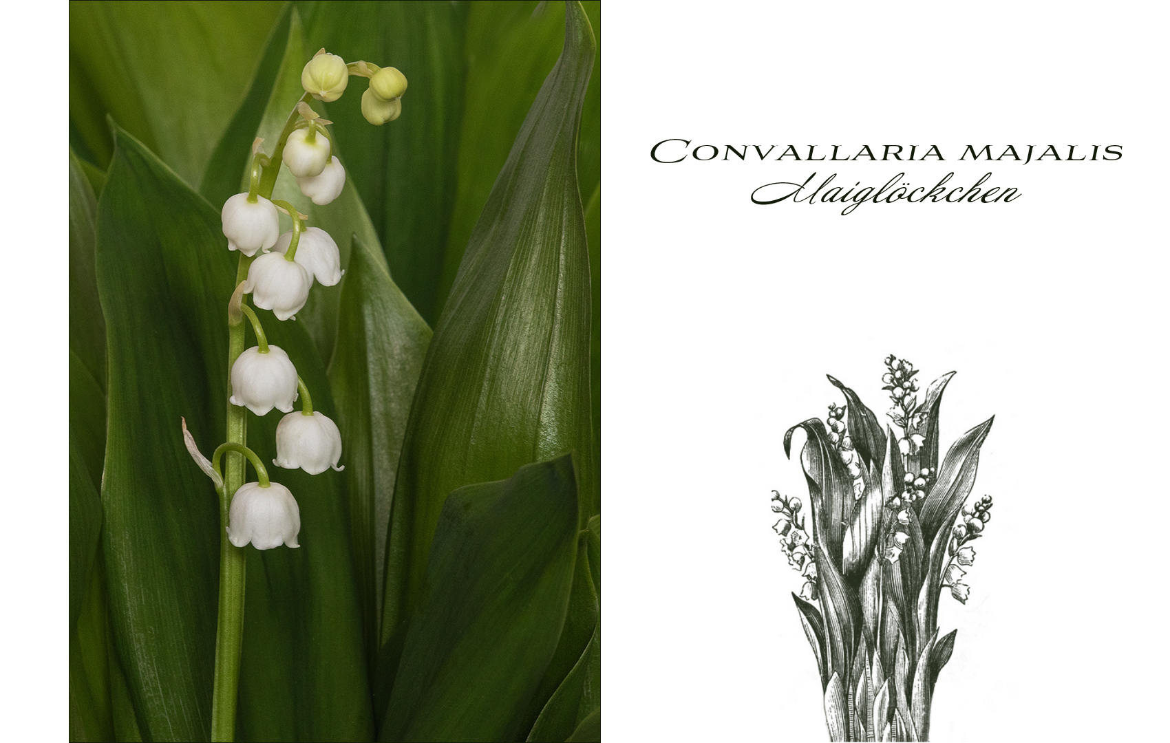 Convallaria majalis - Maiglöckchen...