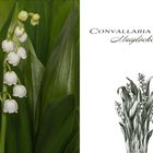 Convallaria majalis - Maiglöckchen...