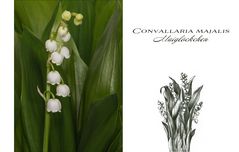 Convallaria majalis - Maiglöckchen...