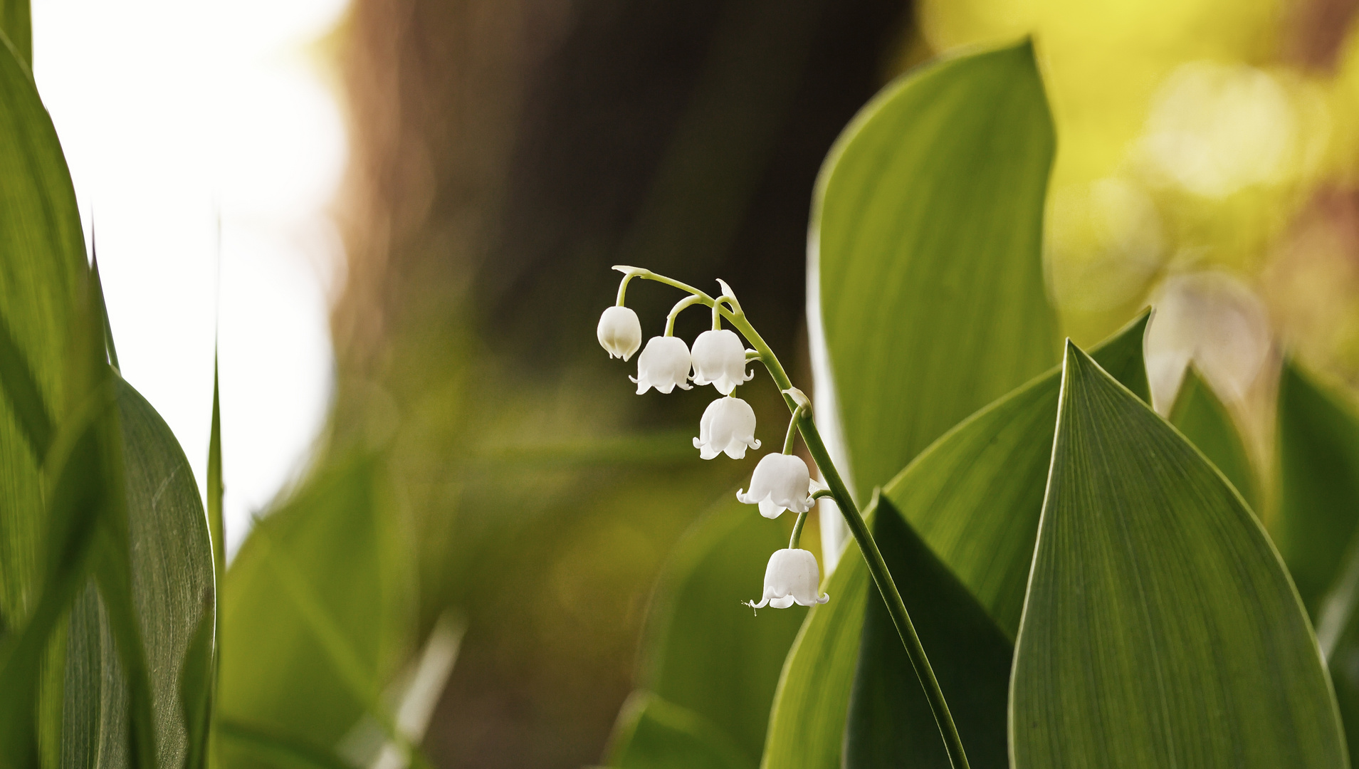 Convallaria majalis - Maiglöckchen