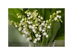 Convallaria majalis - Maiglöckchen...