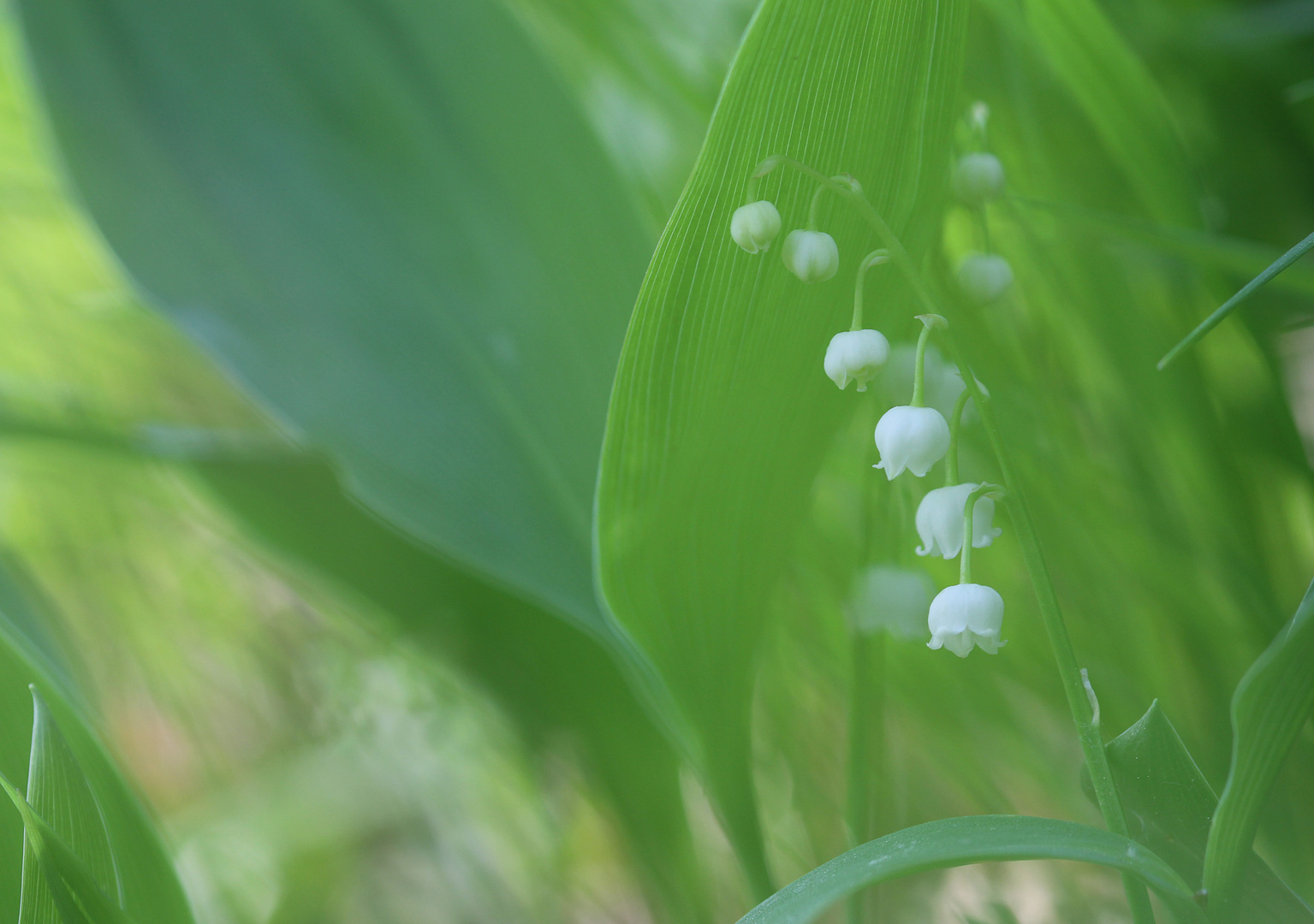 Convallaria majalis - Maiglöckchen II.