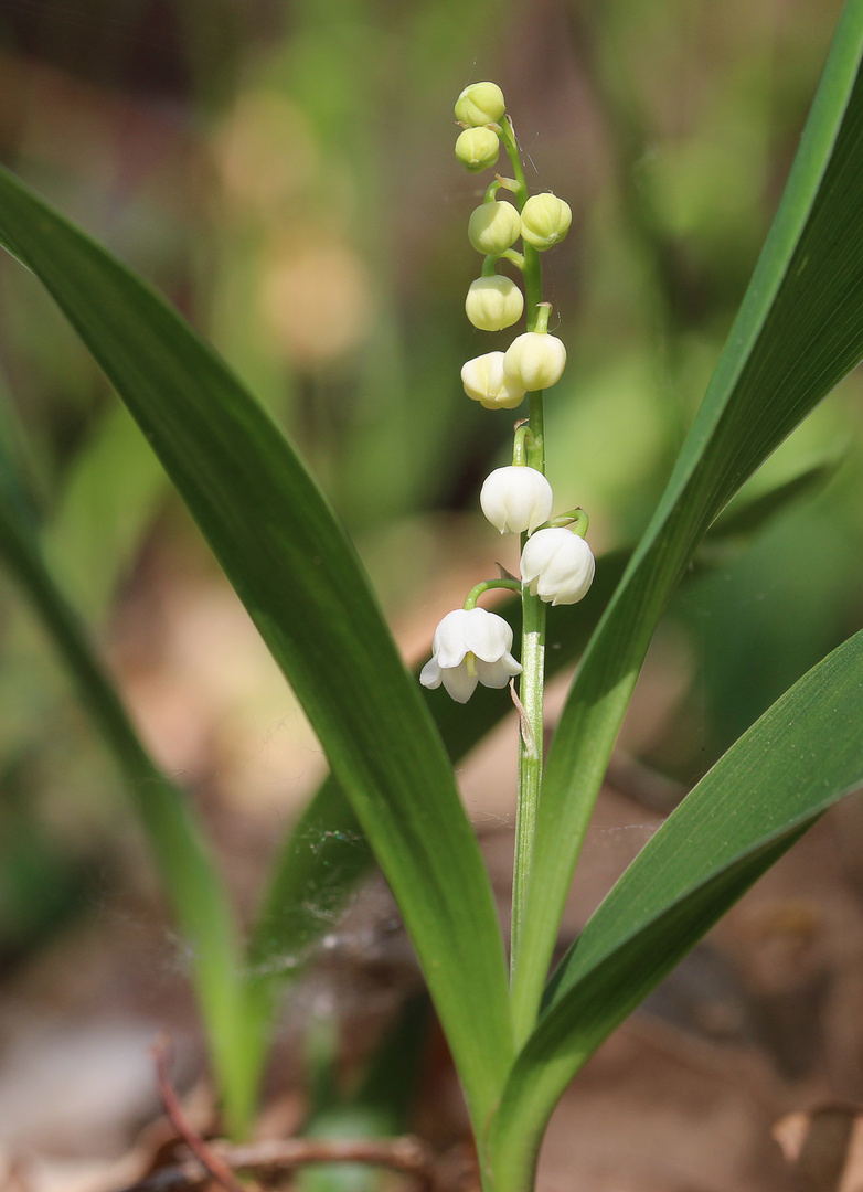 Convallaria majalis - Maiglöckchen III.