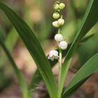 Convallaria majalis - Maiglöckchen III.