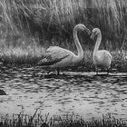 Conversaciones en el lago