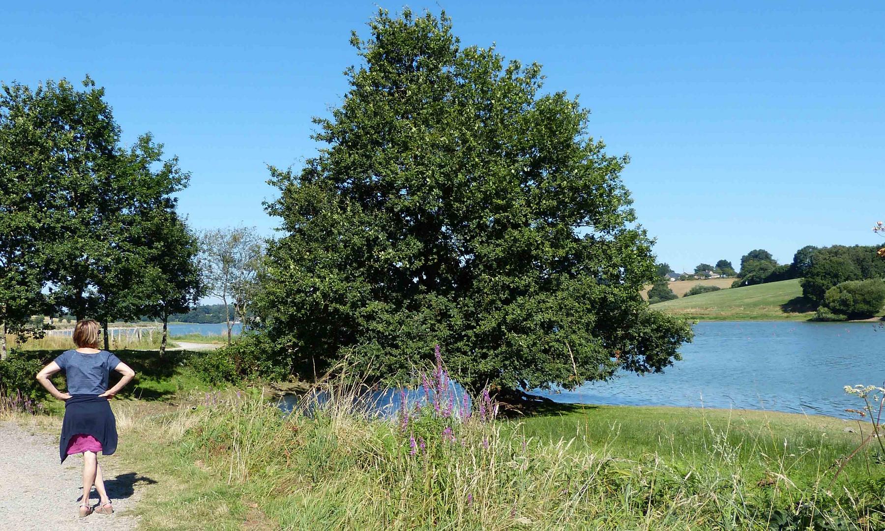 conversation avec un arbre