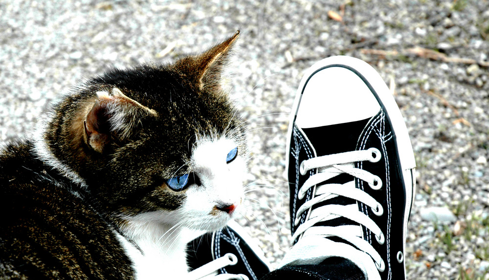 converse meets cat