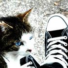 converse meets cat