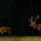 Convoitise  (Cervus elaphus, cerf élaphe)