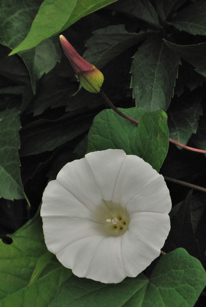 Convolvulacea - Calystegia sepium