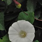 Convolvulacea - Calystegia sepium