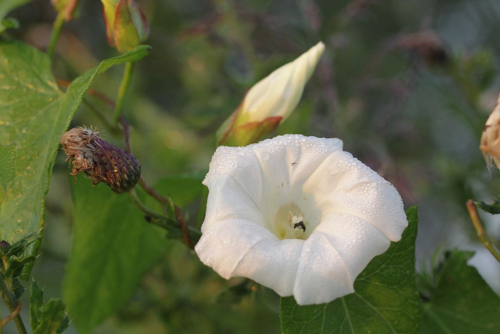 Convolvulus arvensis