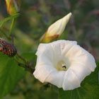 Convolvulus arvensis