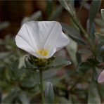 Convolvulus cneorum .