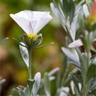 Convolvulus cneorum ..