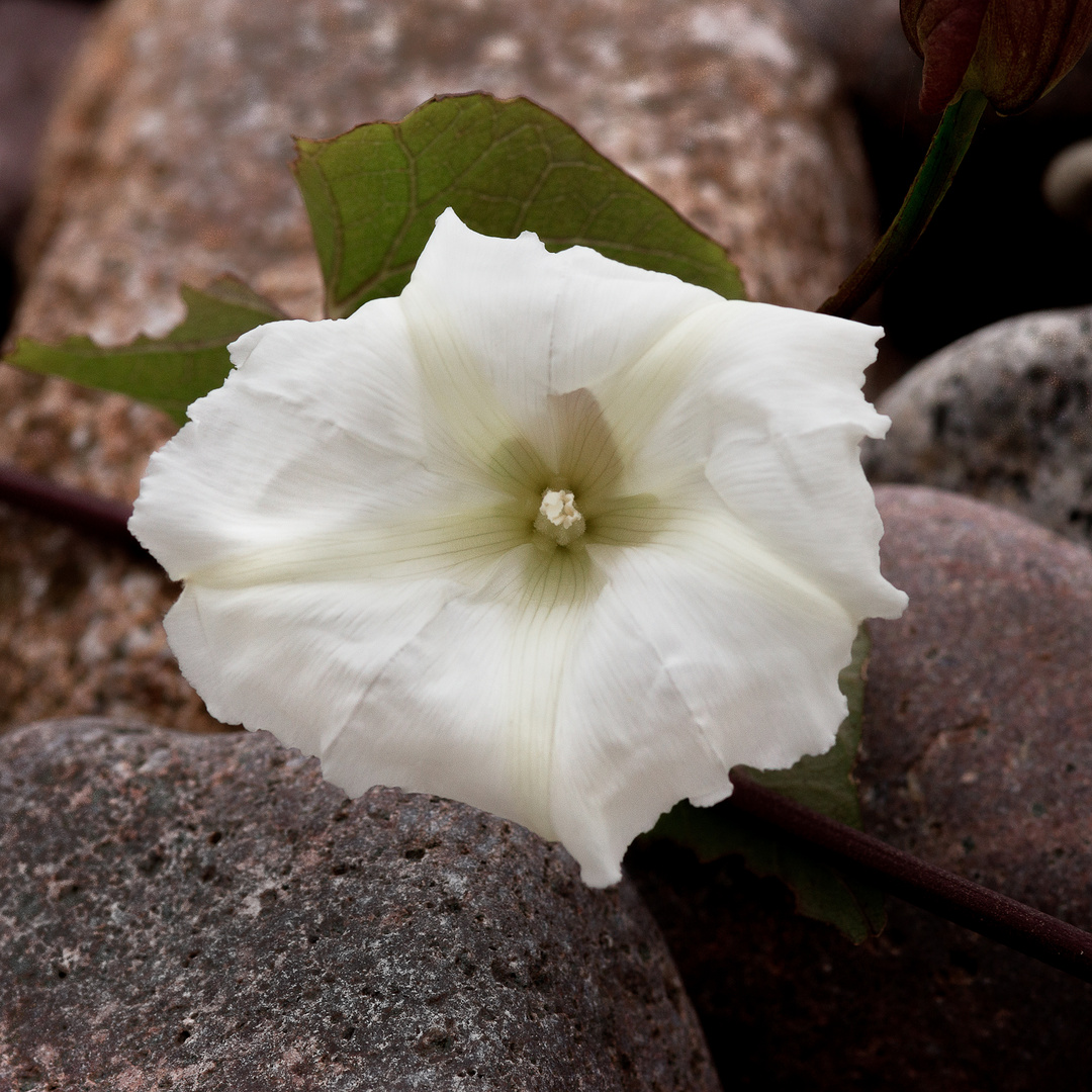 Convolvulus on beach