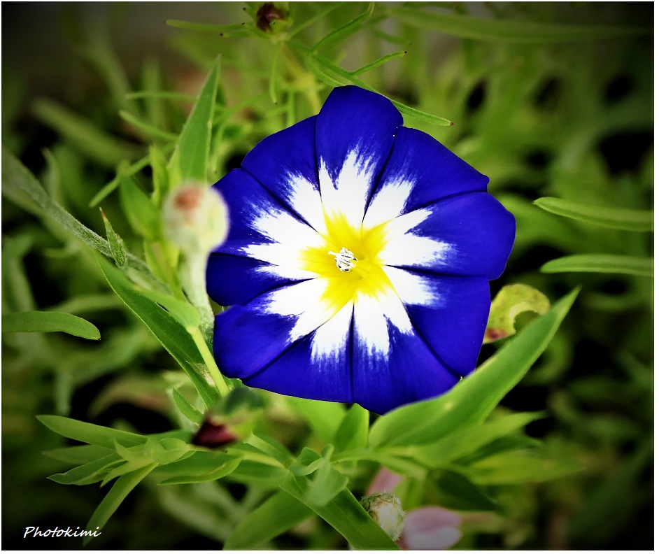 Convolvulus Tricolor